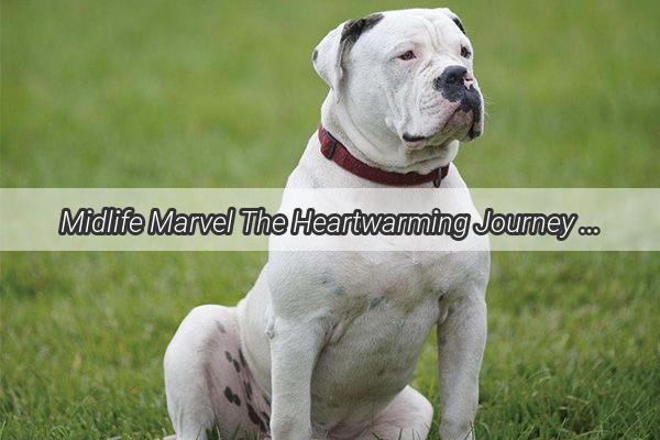 Midlife Marvel The Heartwarming Journey of a MidAged Gentleman and His Canine Comrade